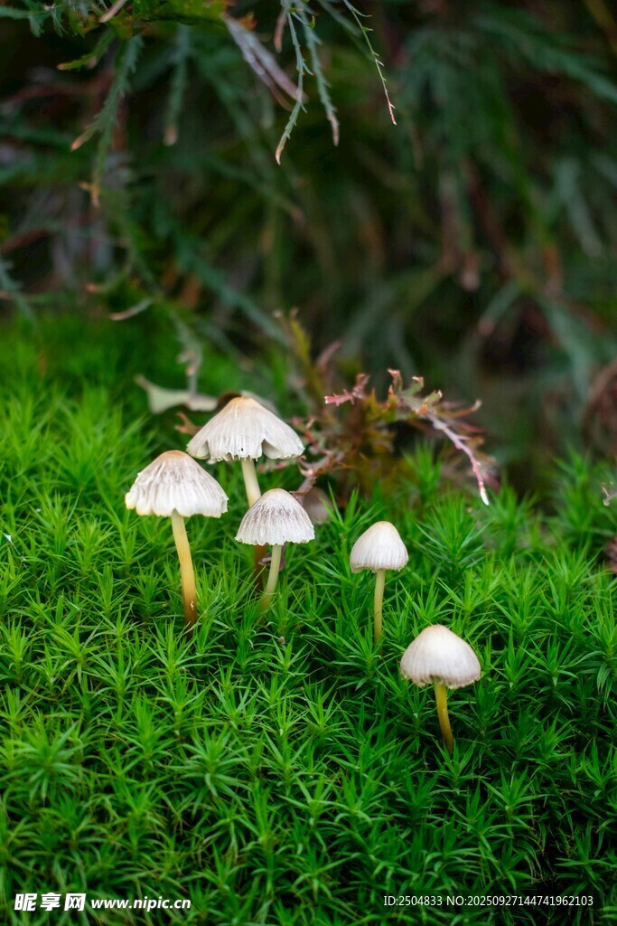 草地上的白色小蘑菇