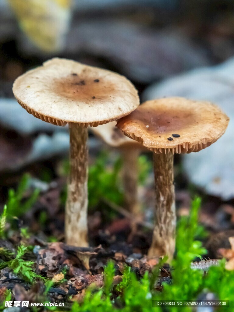 林間雙生蘑菇