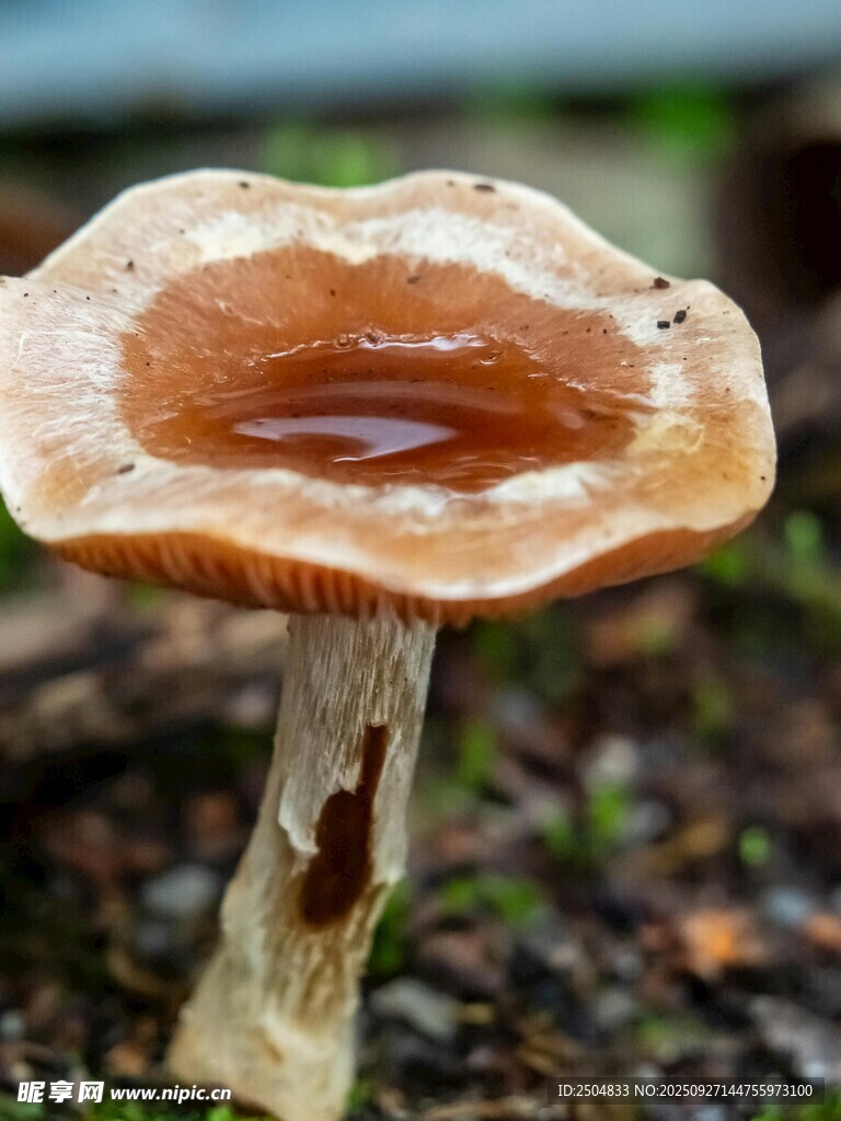 森林中帶水珠的蘑菇