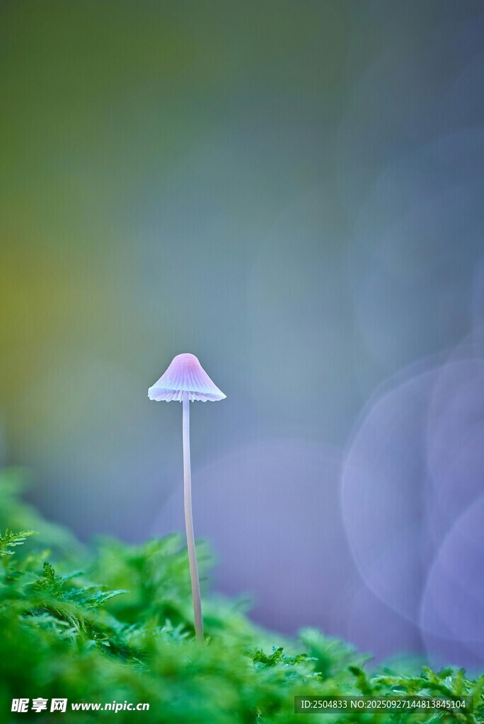 小巧蘑菇生長于翠綠草叢