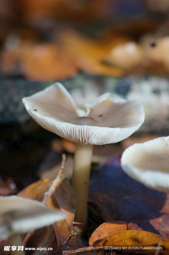 林間蘑菇綻放自然之美