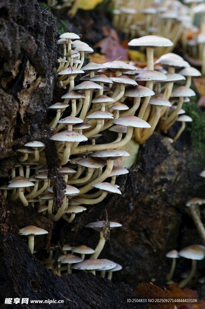 樹干上生長的密集白色蘑菇