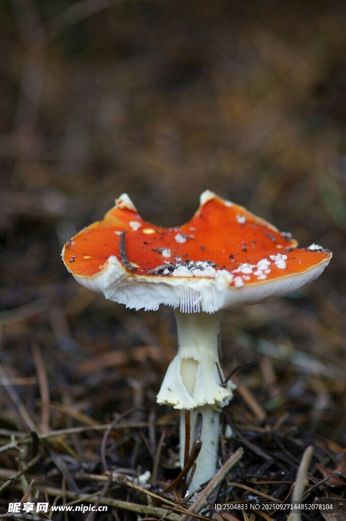 橙紅斑點蘑菇特寫