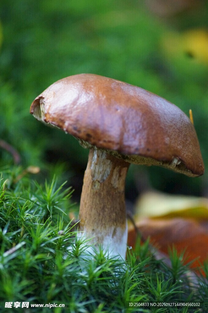 草叢中的棕色蘑菇