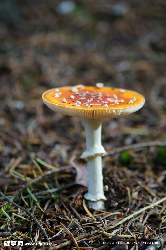 森林中的橙白相間小蘑菇