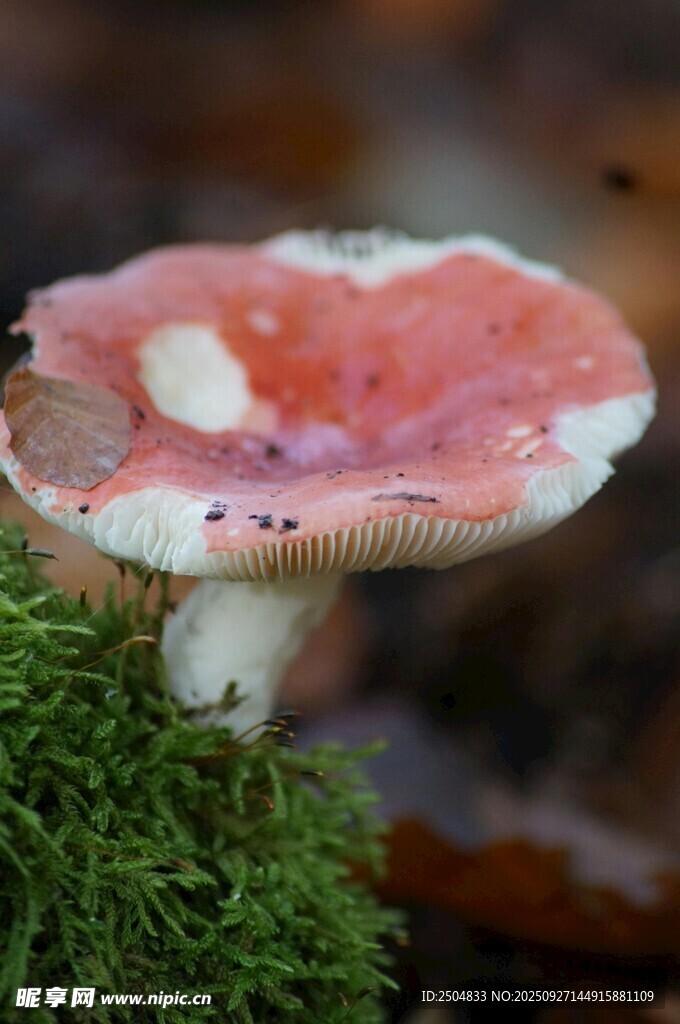 粉色蘑菇生長于青苔上