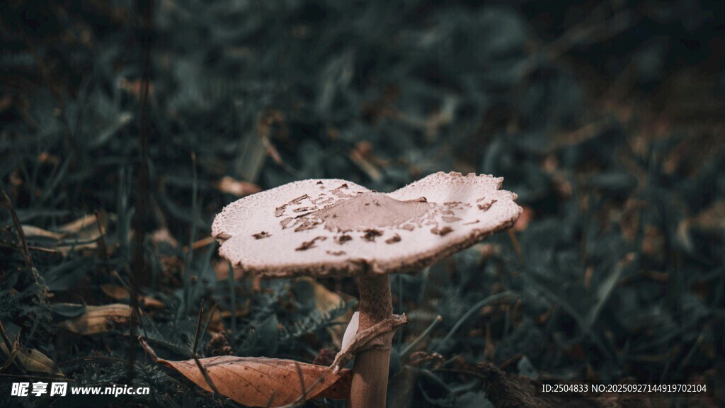 森林中孤獨生長的蘑菇