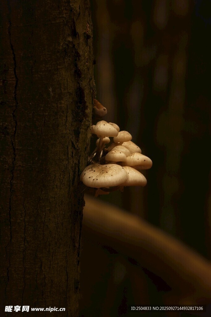 樹干上生長的簇狀蘑菇