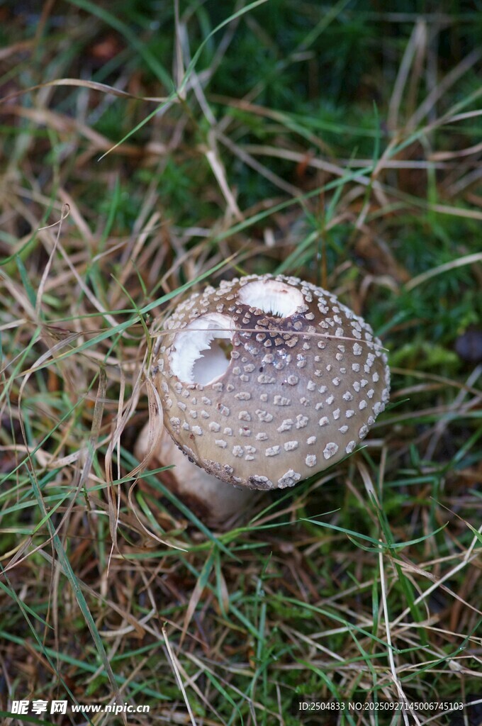草地上的斑點蘑菇