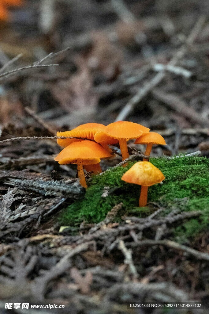 橙色蘑菇生長(zhǎng)在林間地面