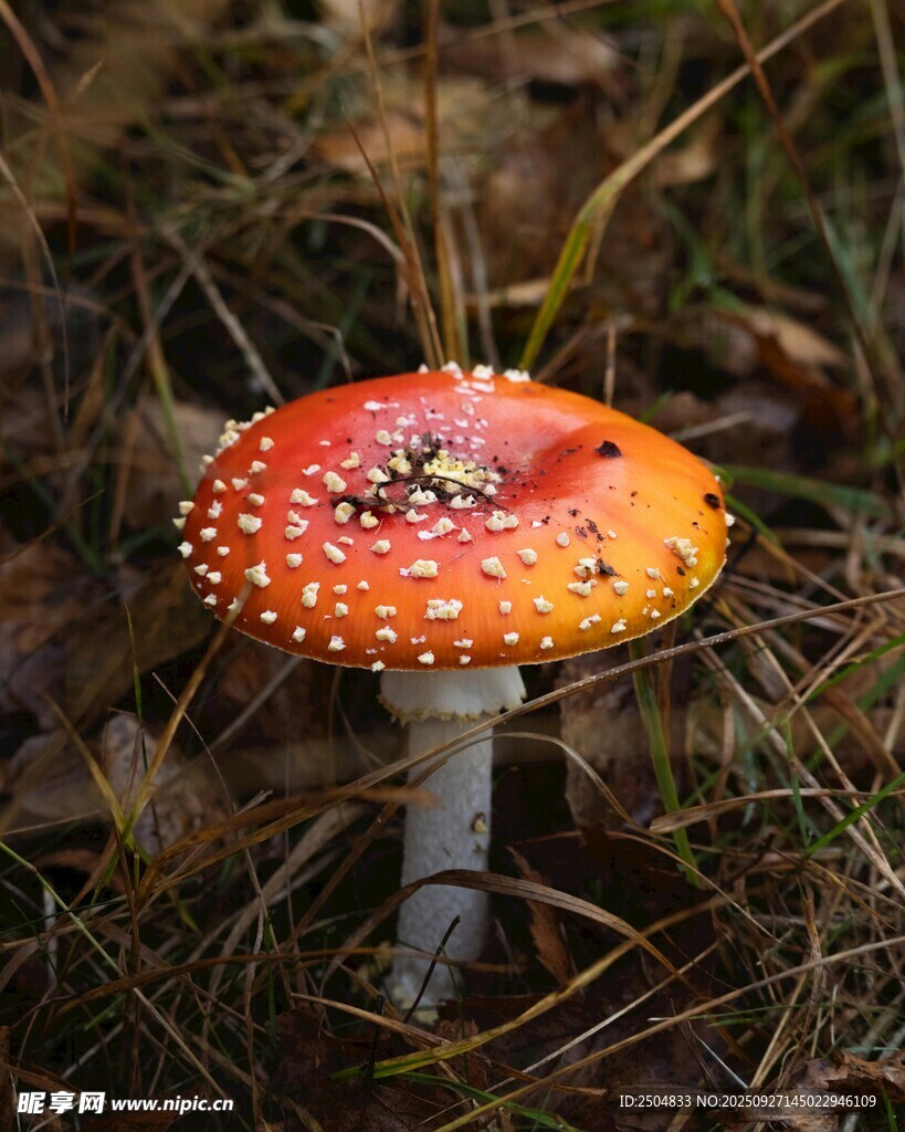 橙紅斑點蘑菇生長于草地