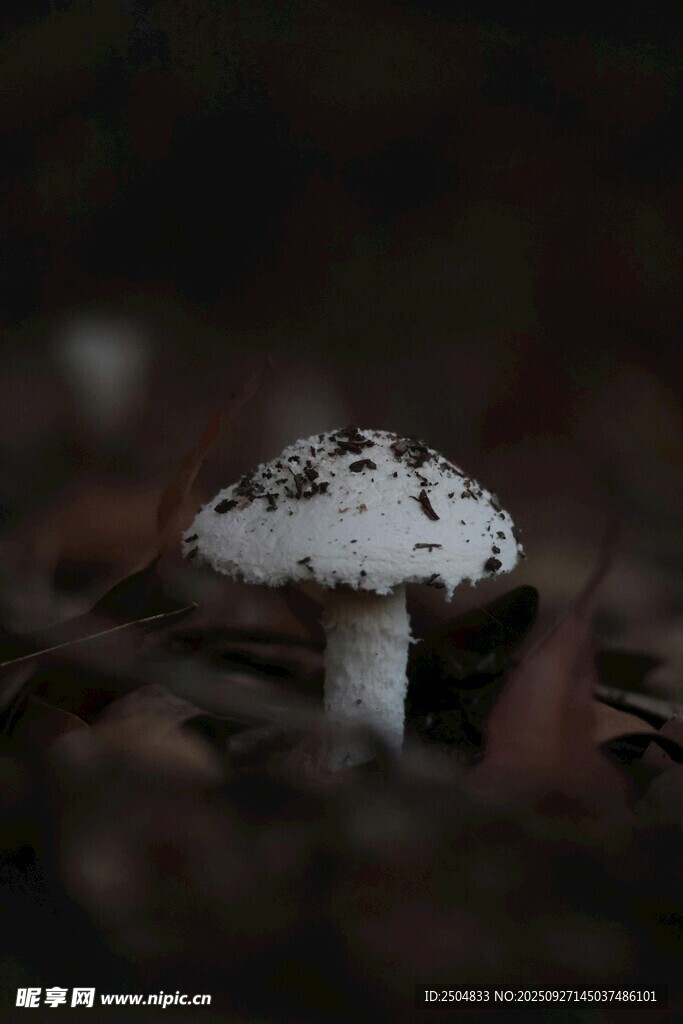森林中白色斑點小蘑菇