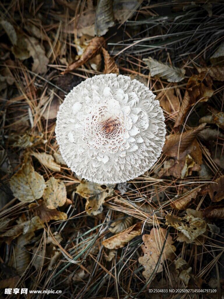 林間白色蘑菇特寫