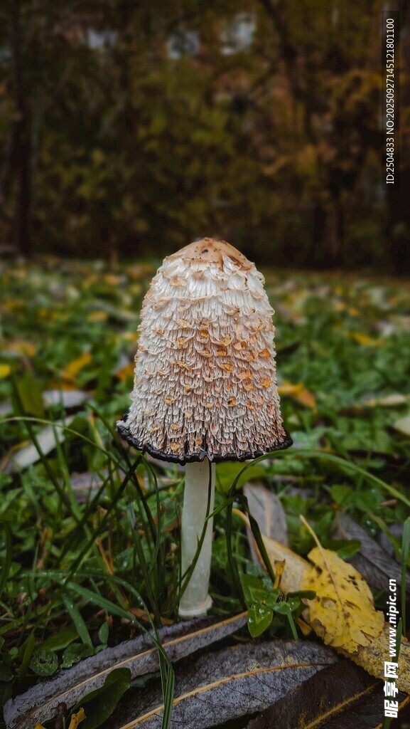 草地上的獨(dú)特蘑菇