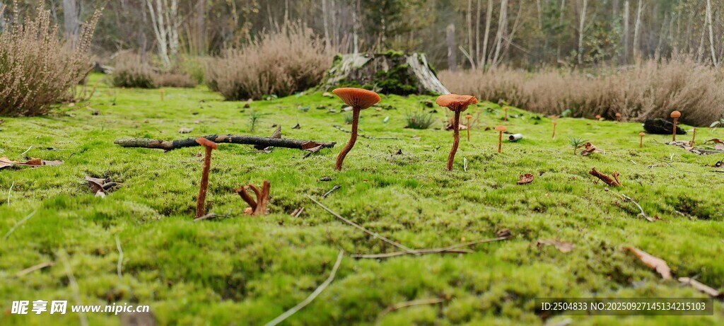 青苔覆蓋的草地與紅色物件