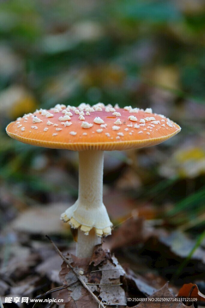 橙色斑點蘑菇特寫