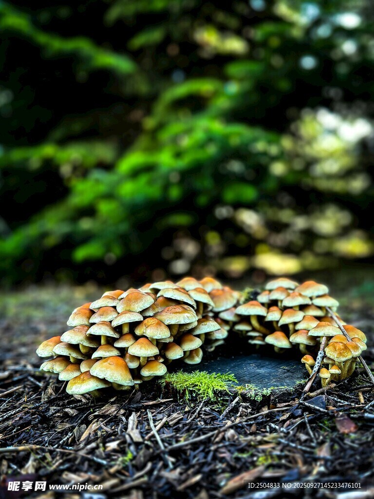 森林中色彩斑斕的蘑菇群