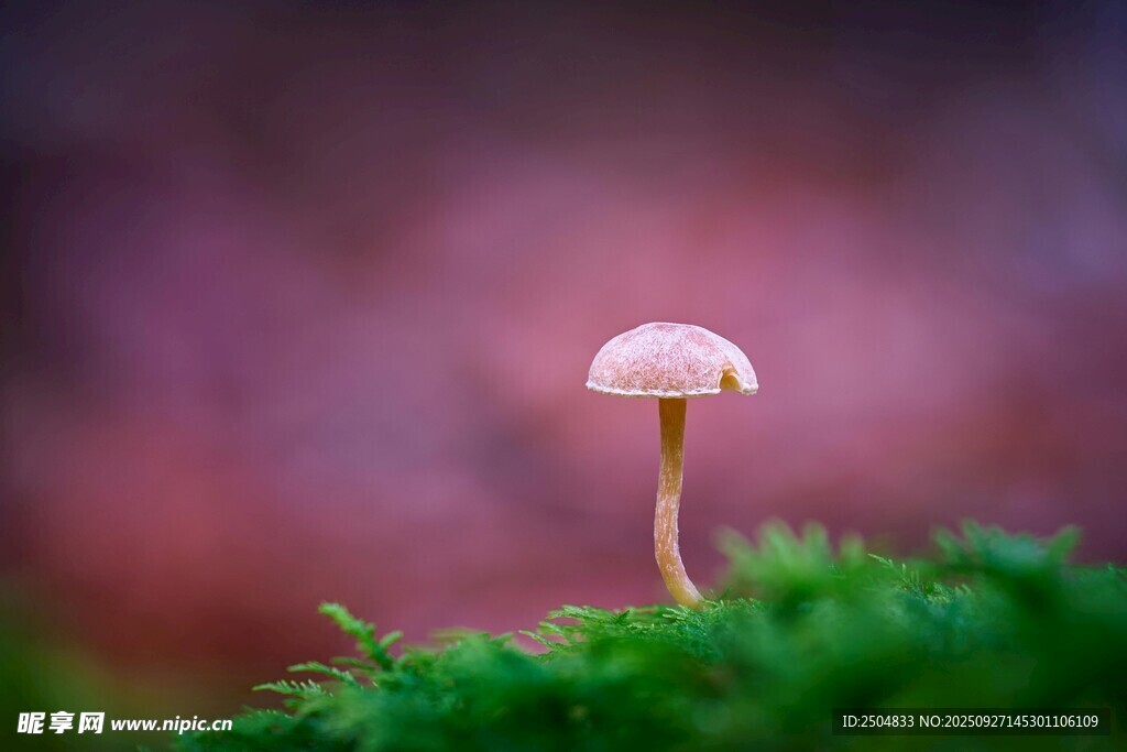 小巧蘑菇生長(zhǎng)于翠綠苔蘚間