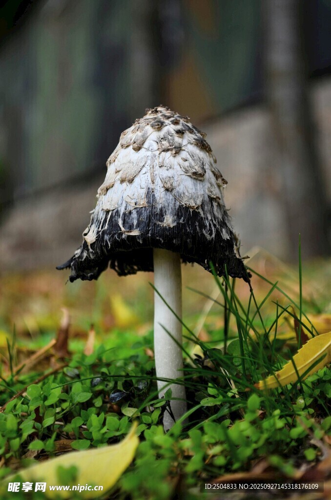 森林中的獨(dú)特白色蘑菇