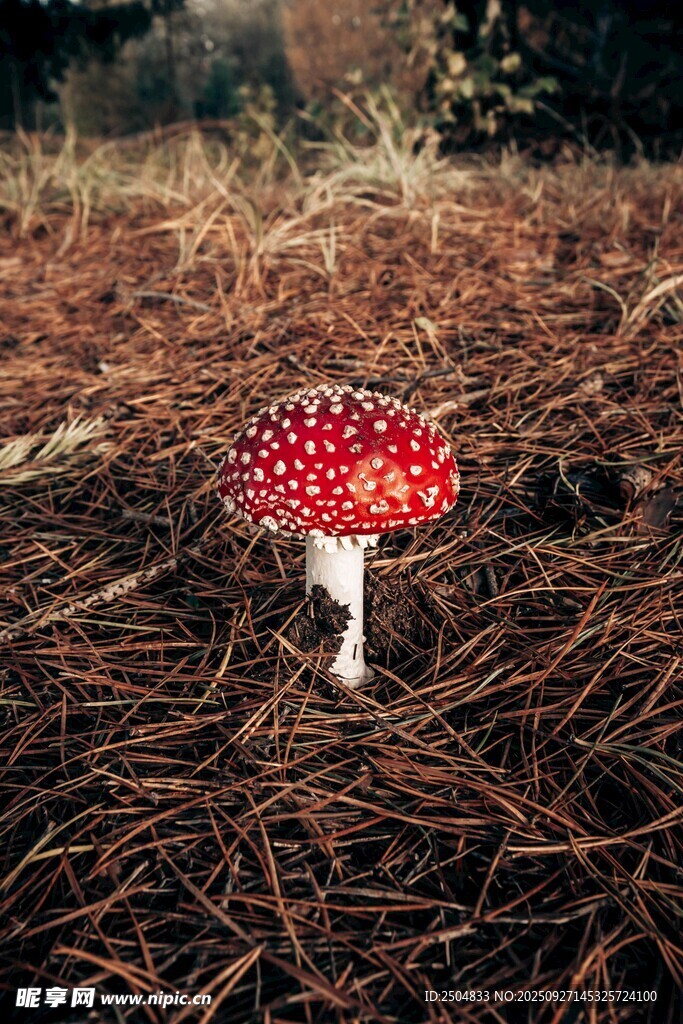 森林中的紅色斑點蘑菇