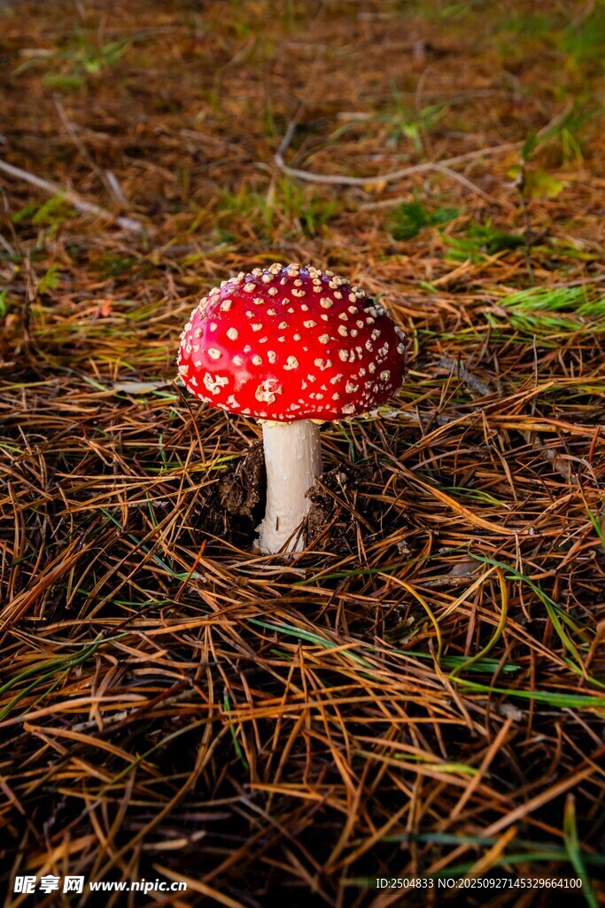 森林中鮮艷的紅蘑菇