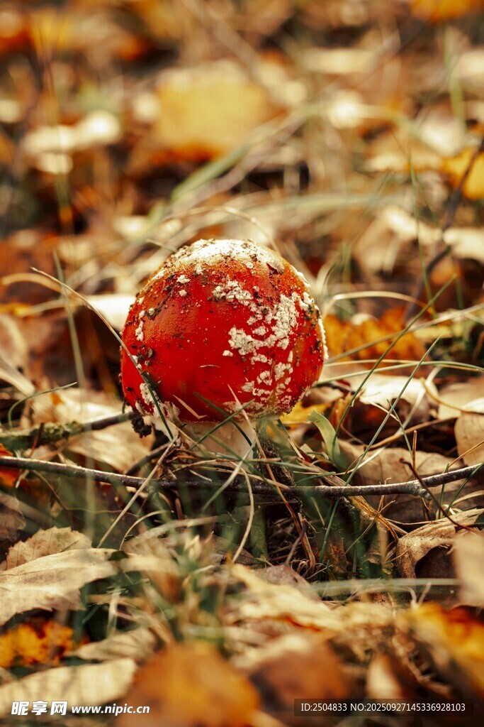 森林中的紅色蘑菇