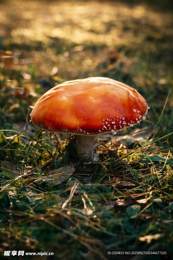 草地上的橙紅色蘑菇