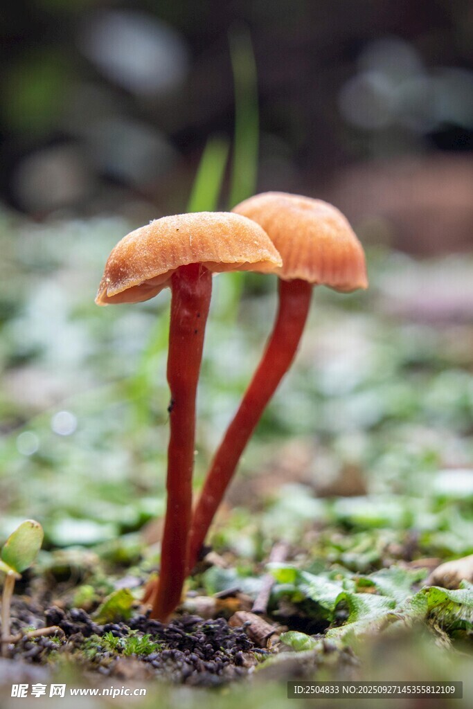 雙生橙紅小蘑菇
