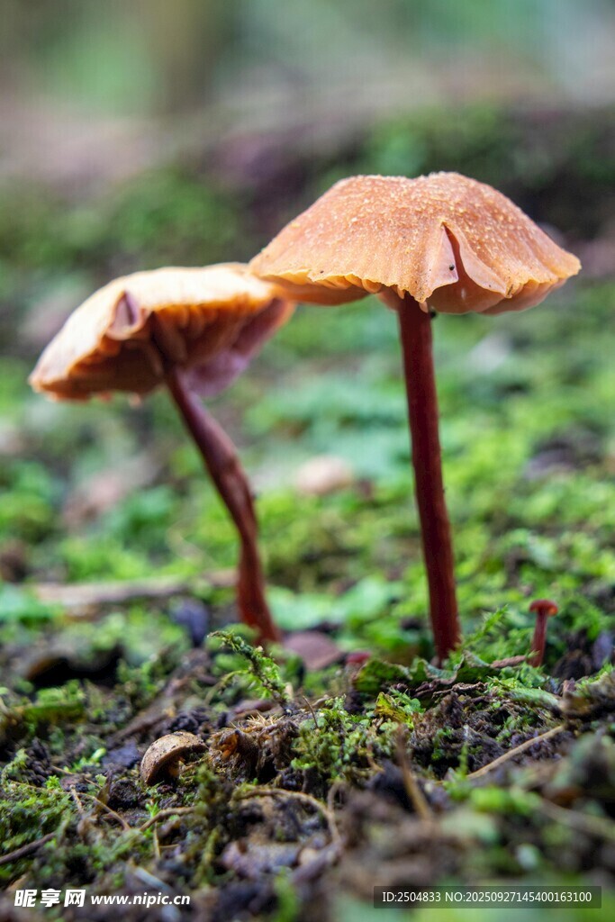 草地上的雙生橙色蘑菇