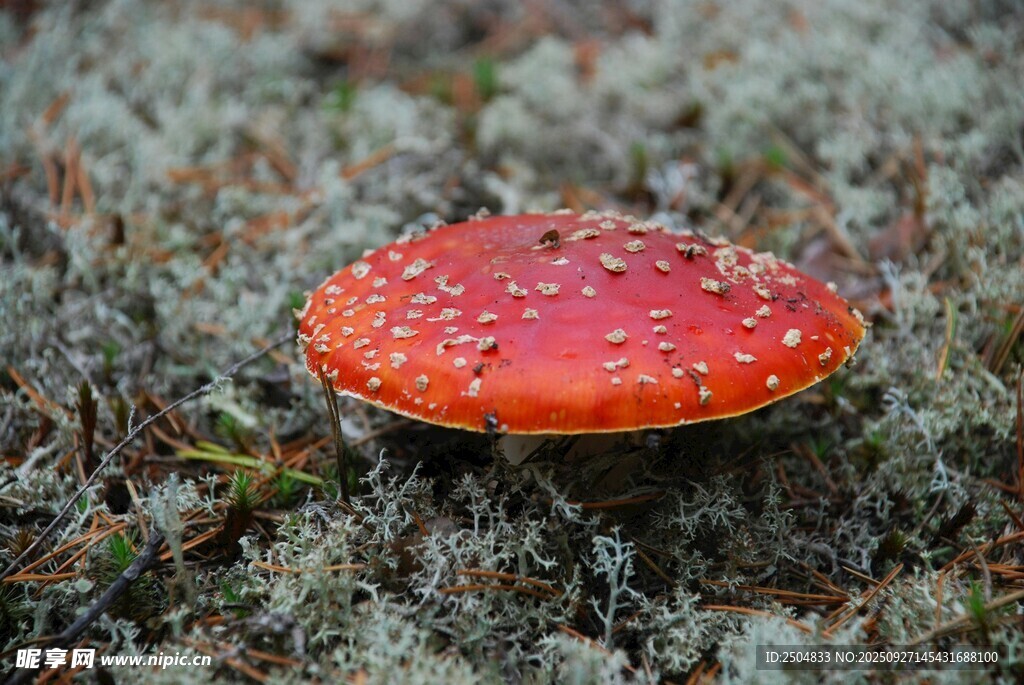 紅色斑點蘑菇生長在地面