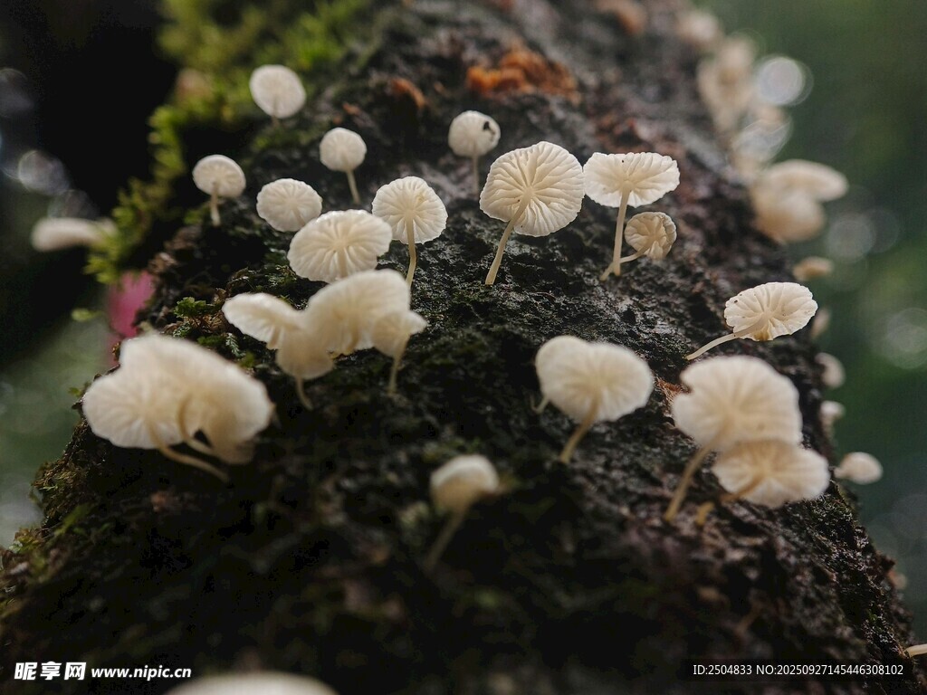 樹干上生長的白色小蘑菇