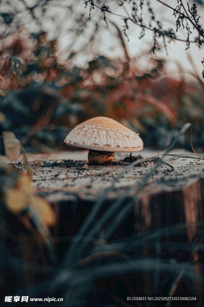 森林中的蘑菇特寫