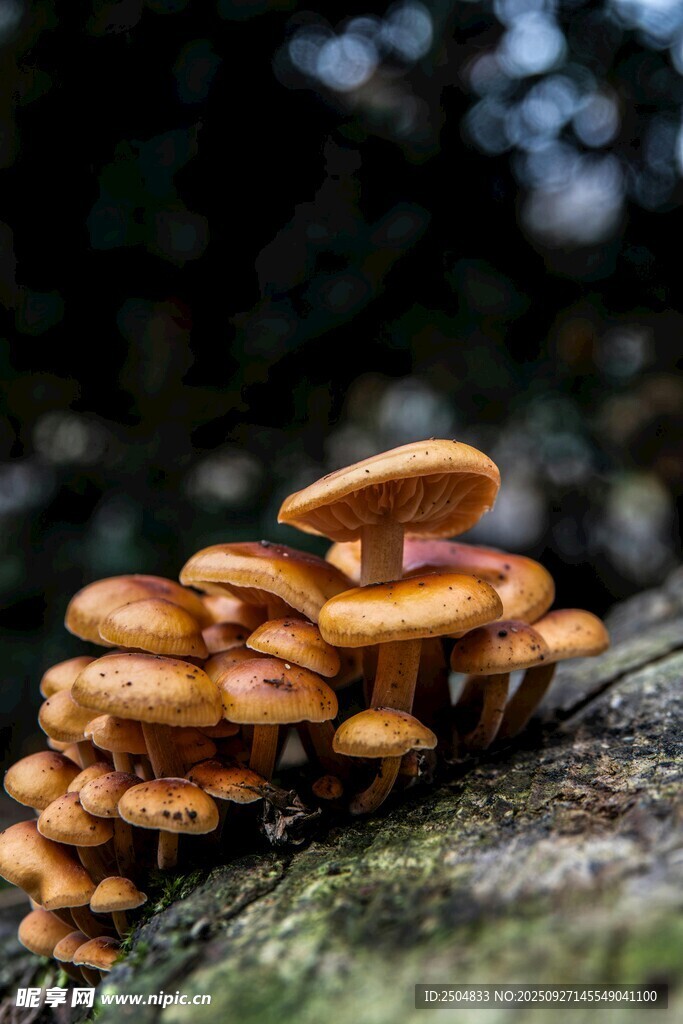 木上叢生的橙黃蘑菇