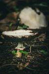 森林中萌發(fā)的小蘑菇