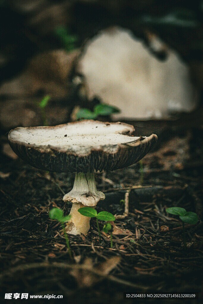 森林中萌發(fā)的小蘑菇