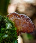 苔蘚上的獨(dú)特菌類