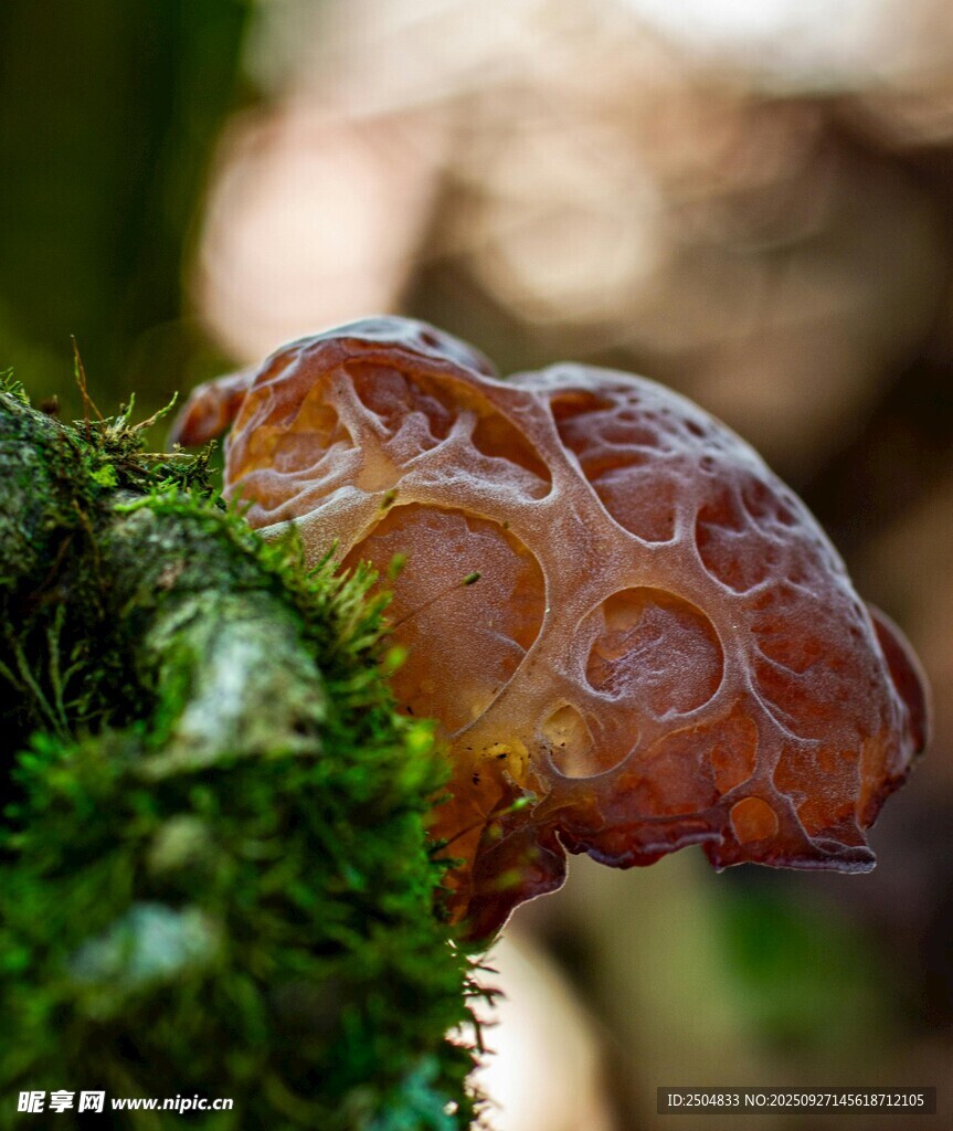 苔蘚上的獨(dú)特菌類