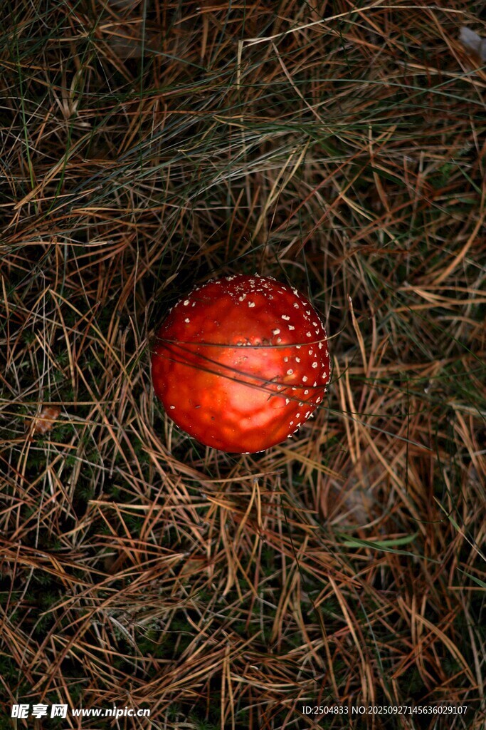 草地上的紅色蘑菇