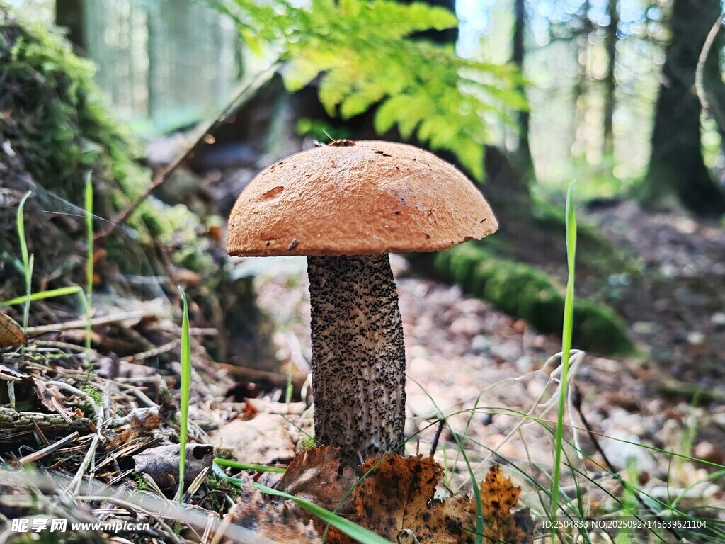 森林中的棕色蘑菇