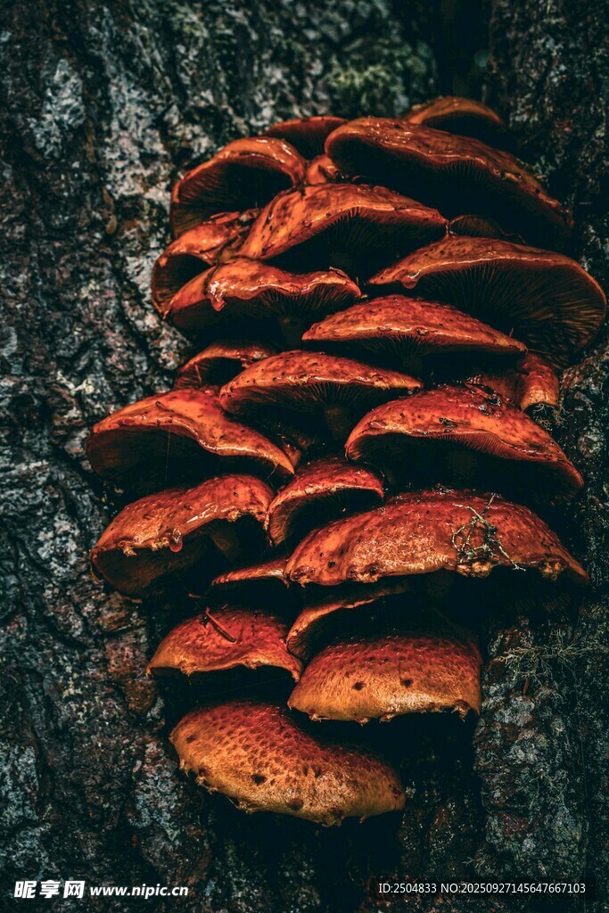 樹(shù)干上的簇簇紅色蘑菇