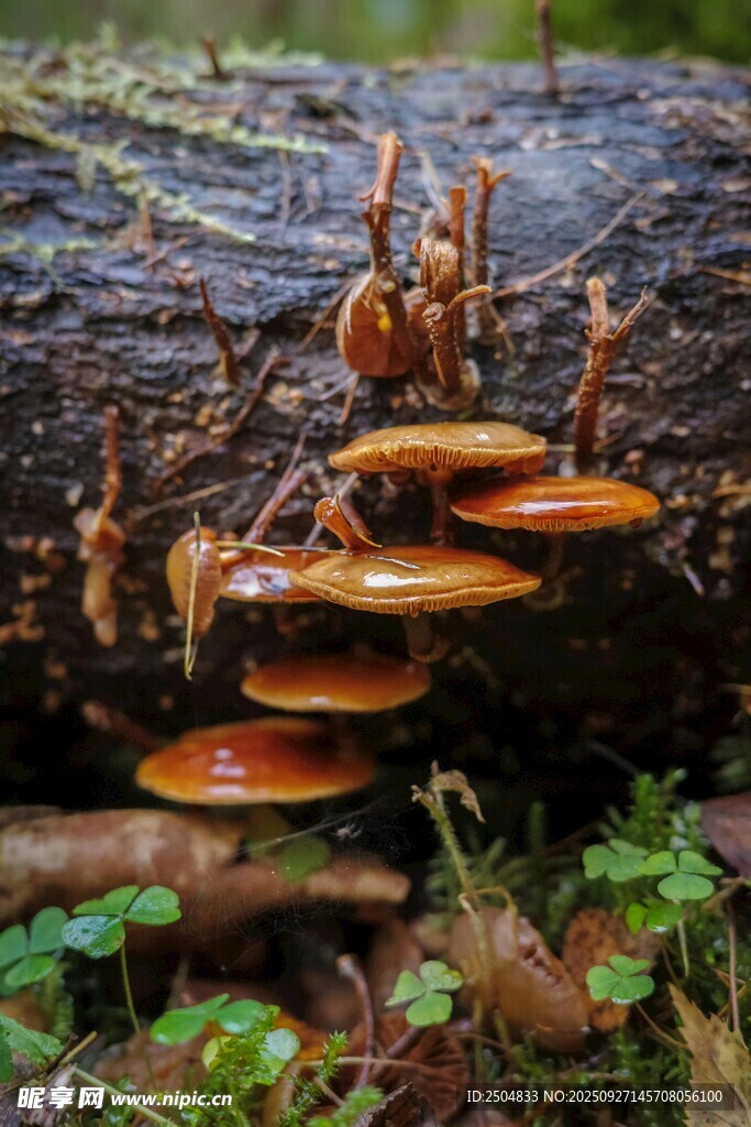森林中生長(zhǎng)的橙紅色蘑菇