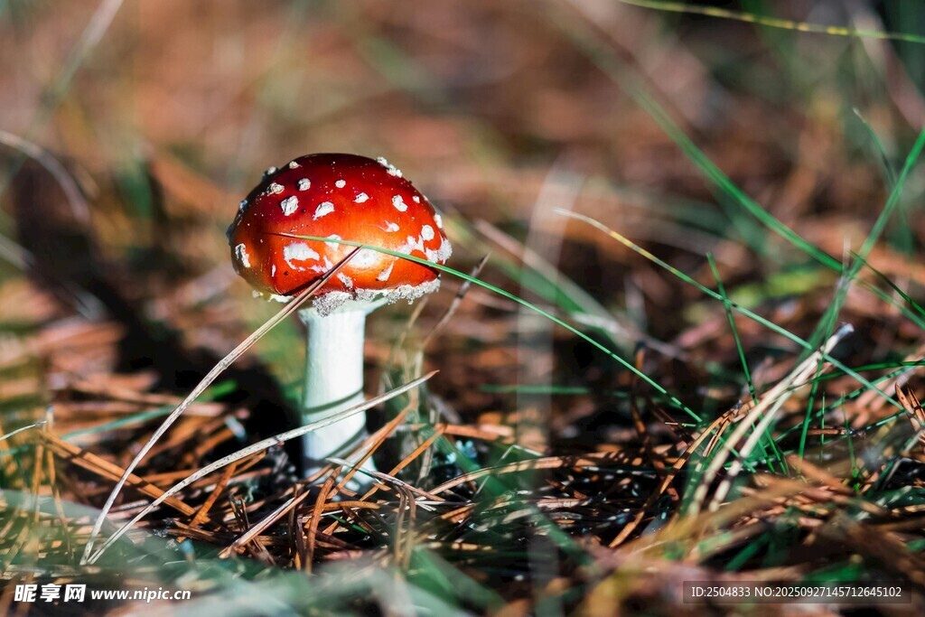 森林中的紅色斑點蘑菇