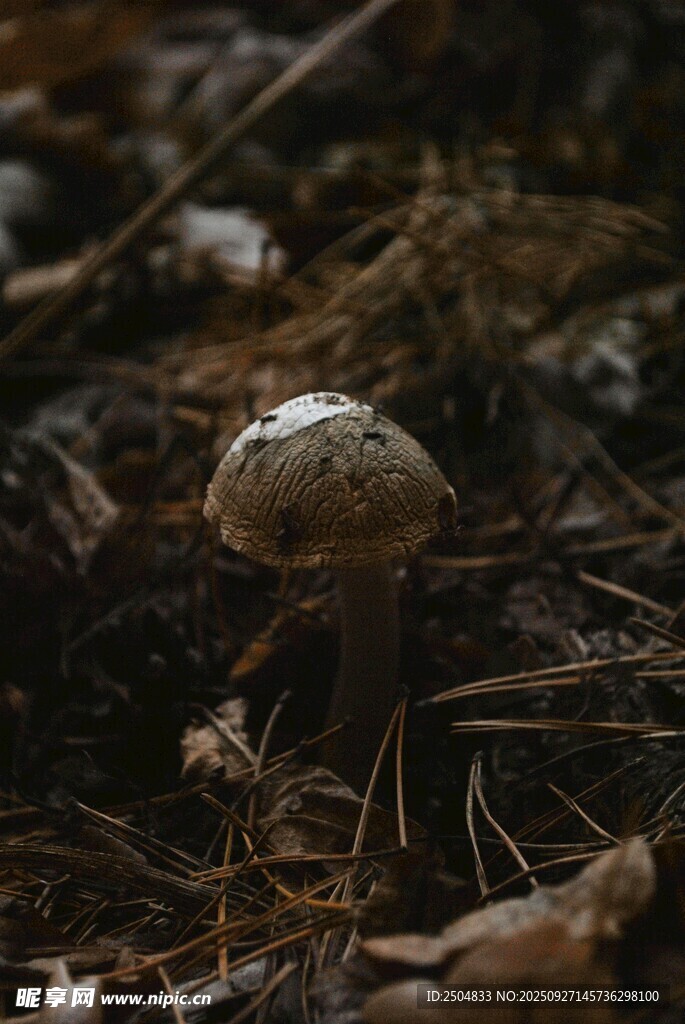 森林中的小蘑菇