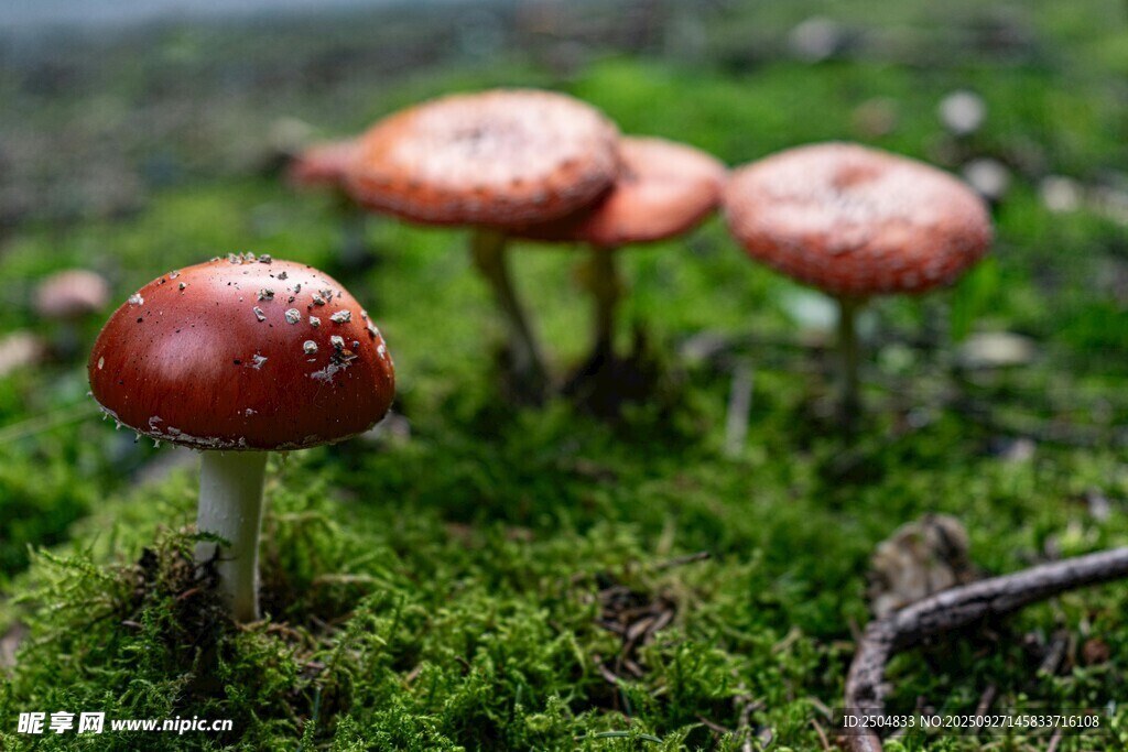 草地上的鮮艷蘑菇