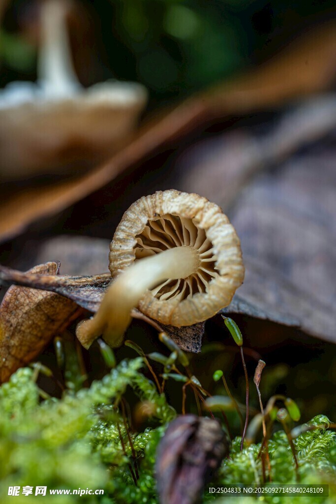林間蘑菇特寫