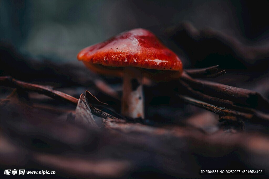 森林中的紅色小蘑菇