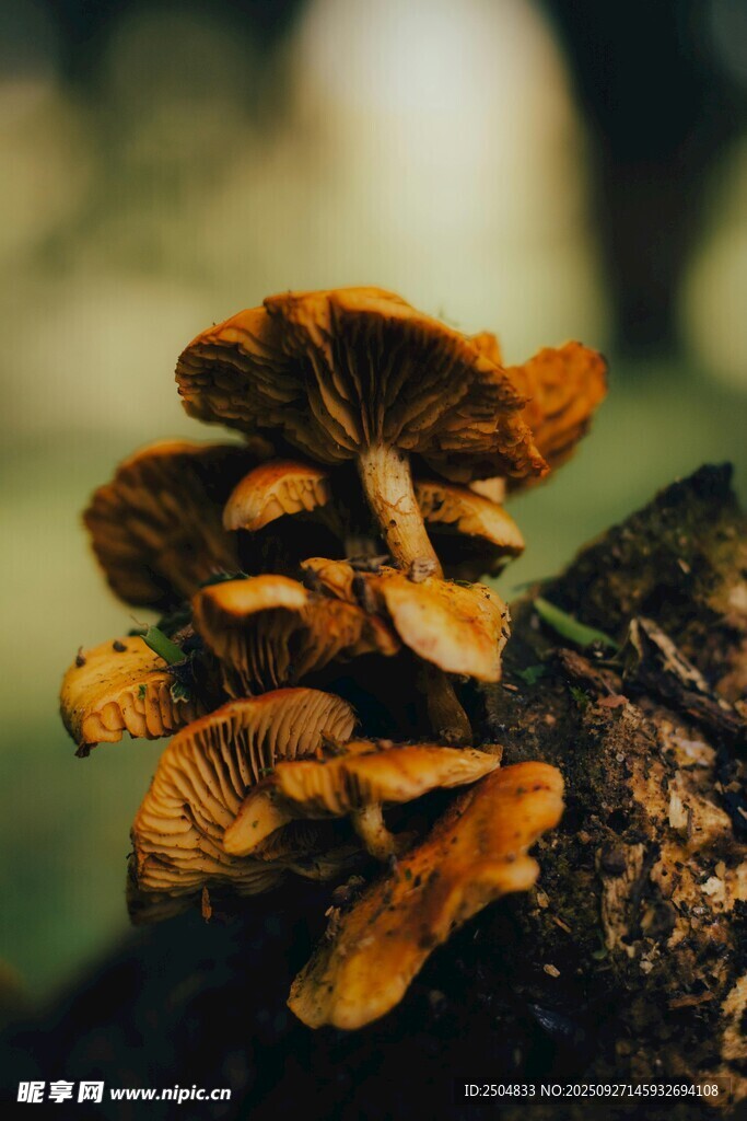 樹干上的橙色蘑菇群