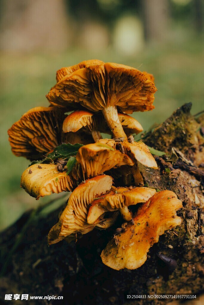 樹干上的簇生橙黃蘑菇