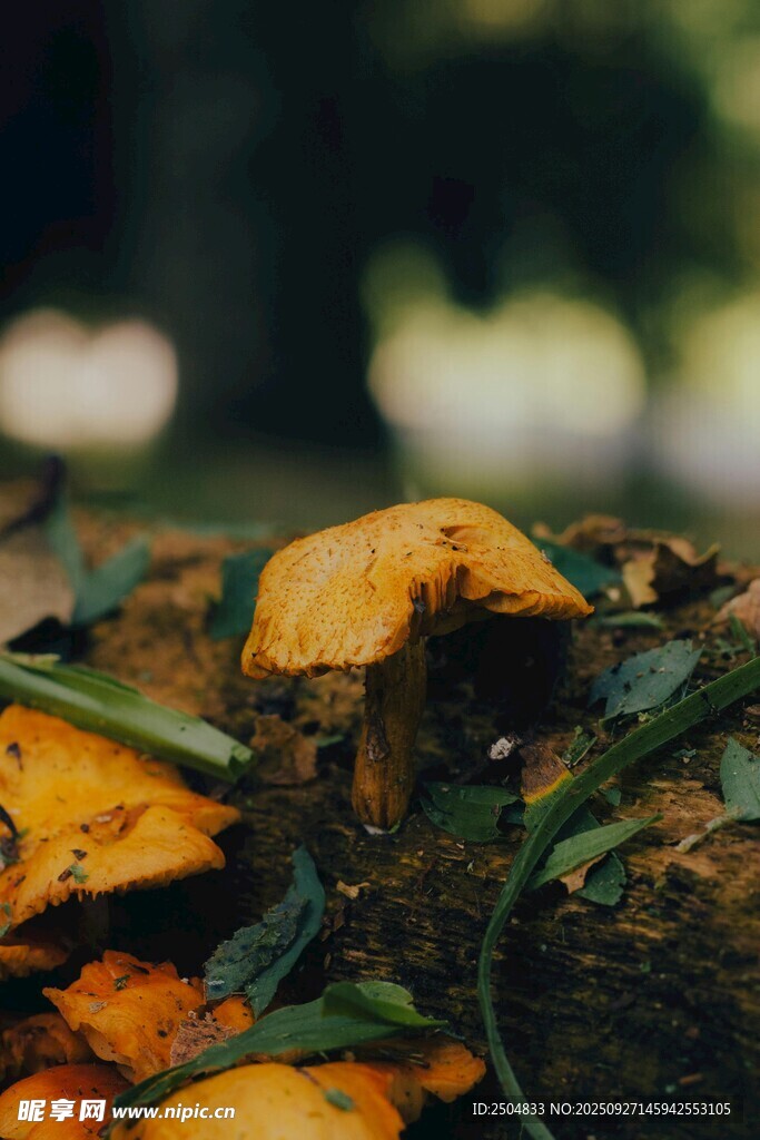 林間腐木上的橙黃蘑菇