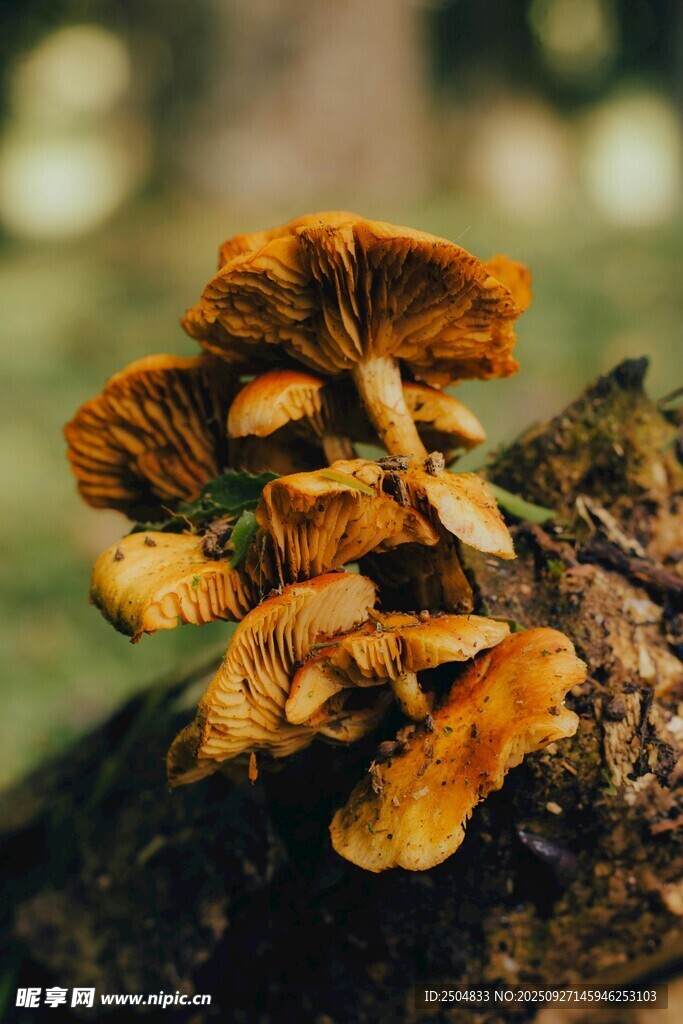 樹干上的橙黃色蘑菇群